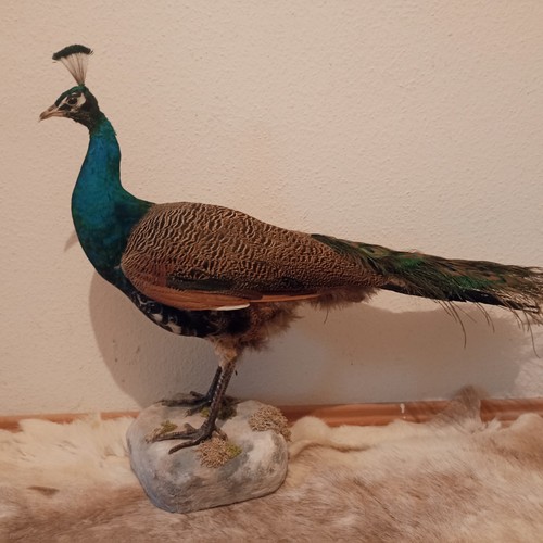 Juv pfau vogel präparat - juv.,