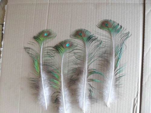Pfauenfedern 30 cm - 4,